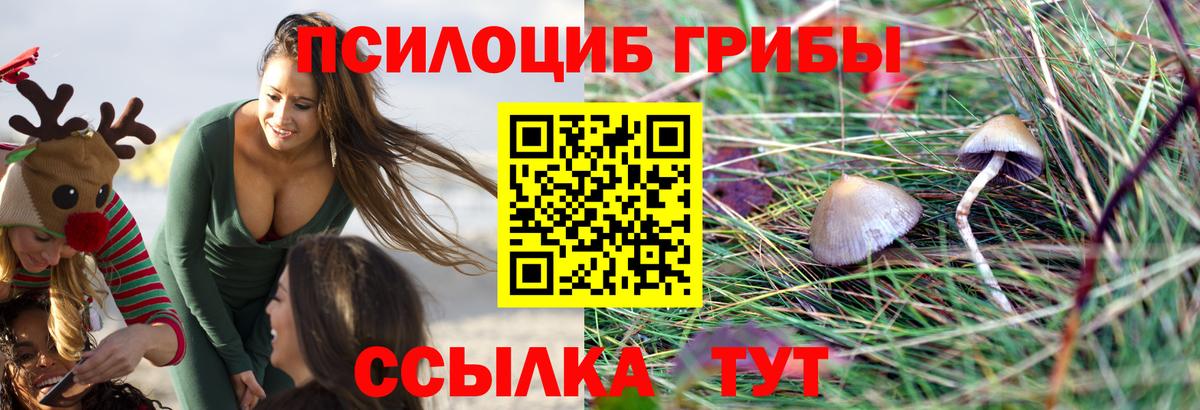 Кизилюрт  Псилоцибиновые грибы MAGIC MUSHROOMS  Вход с VPN 